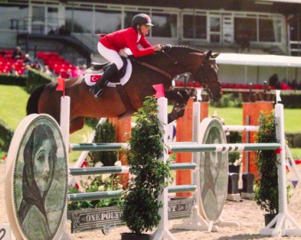 broodmare Casandra Volo (Holsteiner, 2007, from Cristo)