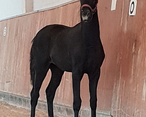 dressage horse Charming Venice (Oldenburg, 2018, from Blue Hors Veneziano) dressage horse Charming Venice (Oldenburg, 2018, from Blue Hors Veneziano)