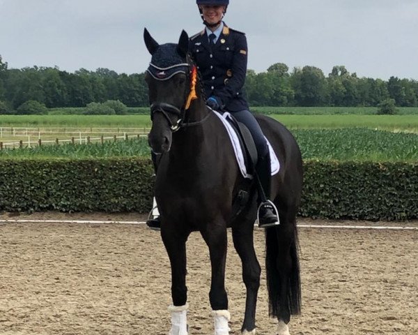 dressage horse Chere Celine OLD (Oldenburg, 2017, from Governor-Str)