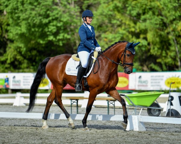jumper Dirk van Unicorn (Westphalian, 2014, from Dankeschön)