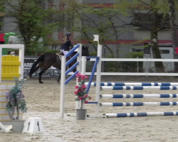 Reitturnier Bregenz 2025
