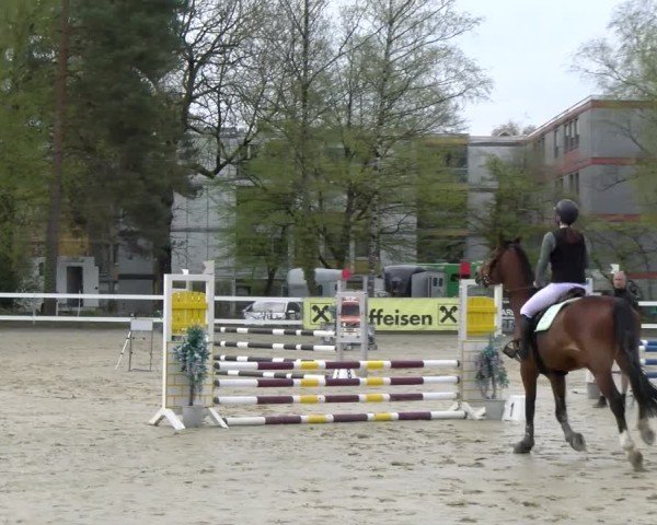 Reitturnier Bregenz 2025