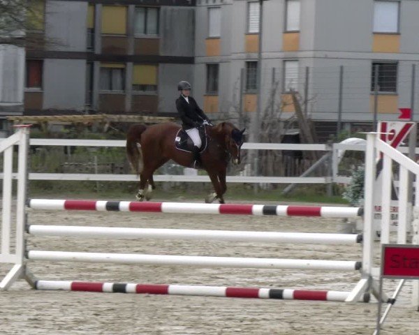 Reitturnier Bregenz 2025