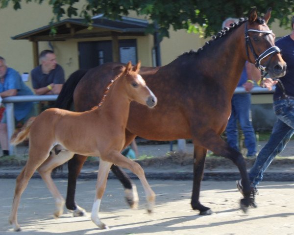 broodmare Wanda (German Riding Pony, 2001, from Davignon)