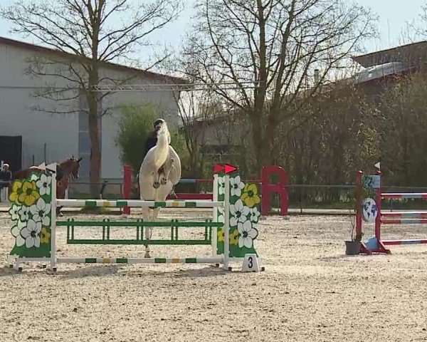 Reitturnier Rot am See- Musdorf 2025