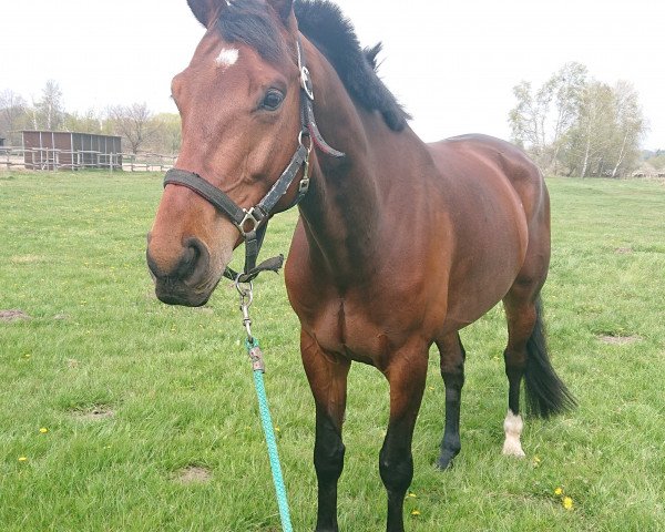 dressage horse Buckingham's Bentley (Hanoverian, 2016, from Buckingham) dressage horse Buckingham's Bentley (Hanoverian, 2016, from Buckingham)