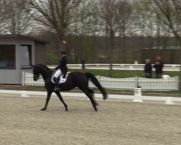 Reitturnier Elmlohe 2025