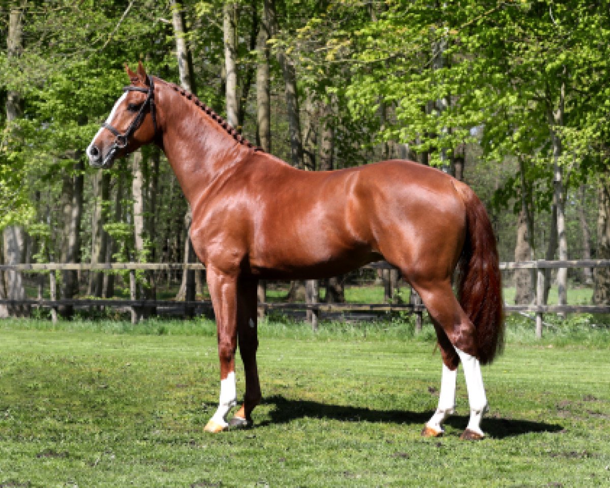 stallion Justice HL (KWPN (Royal Dutch Sporthorse), 2014, from VDL Harley)
