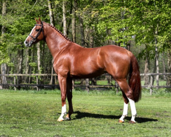 stallion Justice HL (KWPN (Royal Dutch Sporthorse), 2014, from VDL Harley)