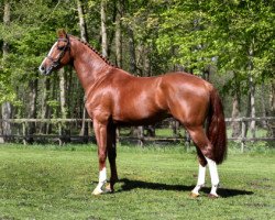 stallion Justice HL (KWPN (Royal Dutch Sporthorse), 2014, from VDL Harley)
