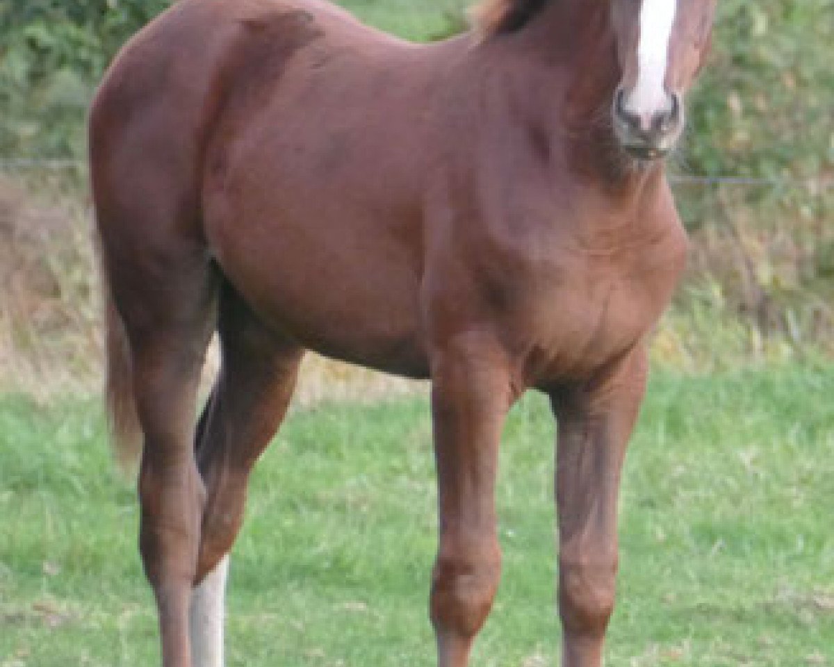 horse Nibali NL (KWPN (Royal Dutch Sporthorse), 2018, from Justice HL)