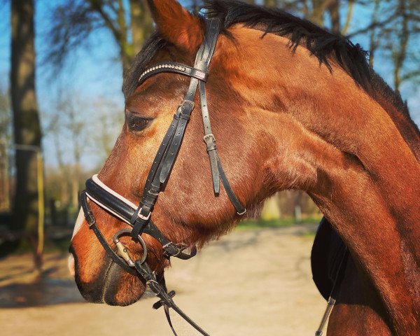 dressage horse Tailormade Remix (Danish Warmblood, 2010, from Tailormade Temptation)