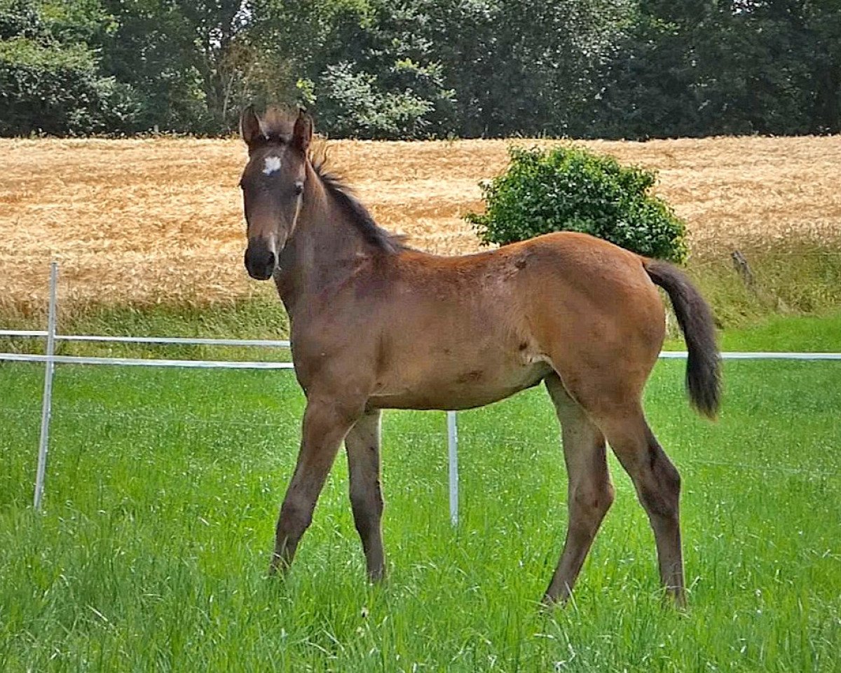 horse Steppke RV (Hanoverian, 2021, from Sunmaker)