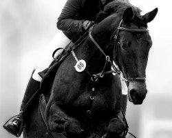jumper Cäthe B. (Oldenburg show jumper, 2016, from Clinton's Heart)