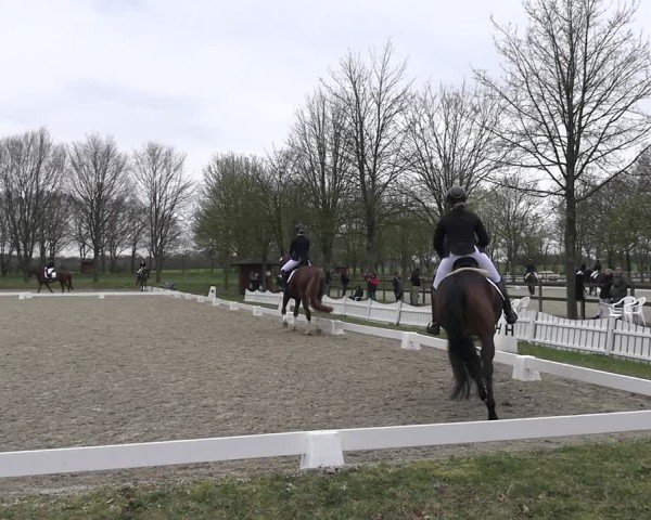 Reitturnier Elmlohe 2025
