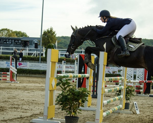 jumper Calle Cool 7 (Holsteiner, 2006, from Cesano II)