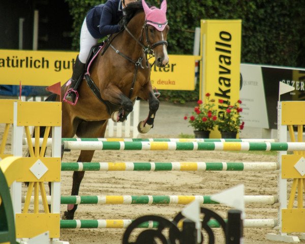 jumper Elli Pirelli (Oldenburg, 2014, from Elliot van Ter Hulst)