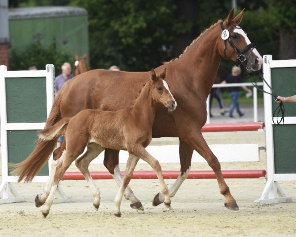 Pferd Sia Nova (Westfale, 2021, von Selectric)