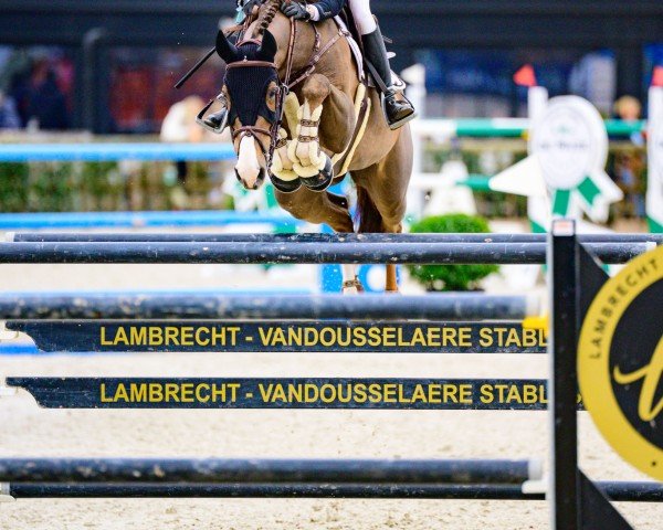 jumper Wolf of Wall Street 3 (Irish Sport Horse, 2015, from Sligo Candy Boy)