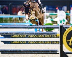 jumper Wolf of Wall Street 3 (Irish Sport Horse, 2015, from Sligo Candy Boy)