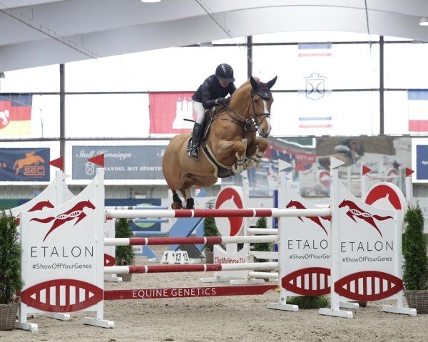 Springpferd Gadgaards Cari (Dänisches Warmblut, 2017, von Volstrups Cash)