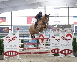 jumper Gadgaards Cari (Danish Warmblood, 2017, from Volstrups Cash)