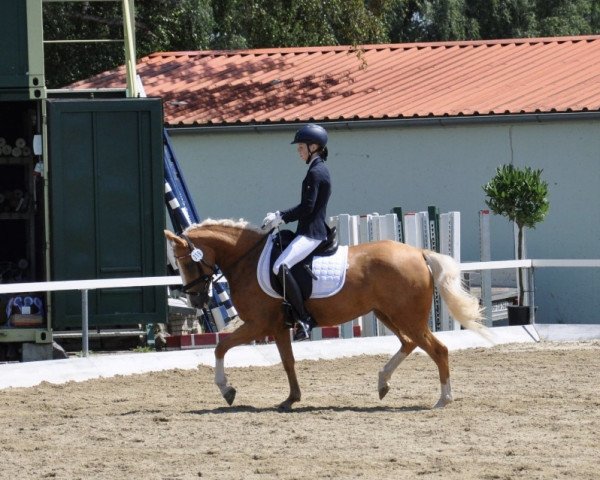 dressage horse Sunny 1363 (Pony without race description, 2015, from Fs Numero Uno)