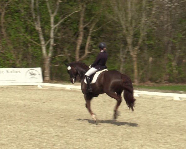Reitturnier Elmlohe 2025