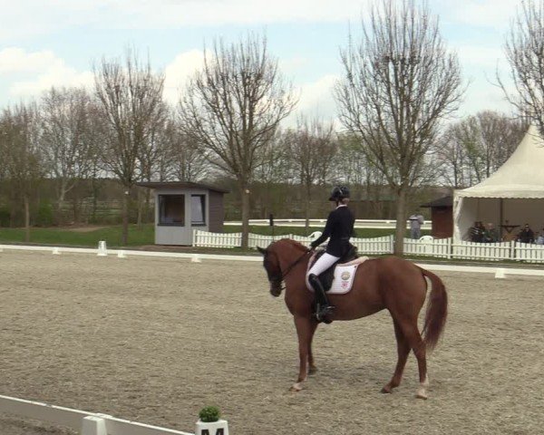 Reitturnier Elmlohe 2025