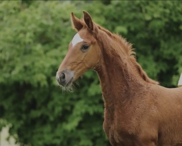 horse Sir (Hanoverian, 2021, from Shu Fu)
