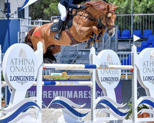 Jumper Chisinau W Z (Zangersheide Riding Horse, 2012, from Casall Ask)