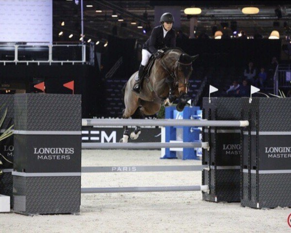 jumper Atlantis Pp Z (Zangersheide riding horse, 2005, from Air Jordan Z)