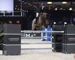 jumper Atlantis Pp Z (Zangersheide riding horse, 2005, from Air Jordan Z)