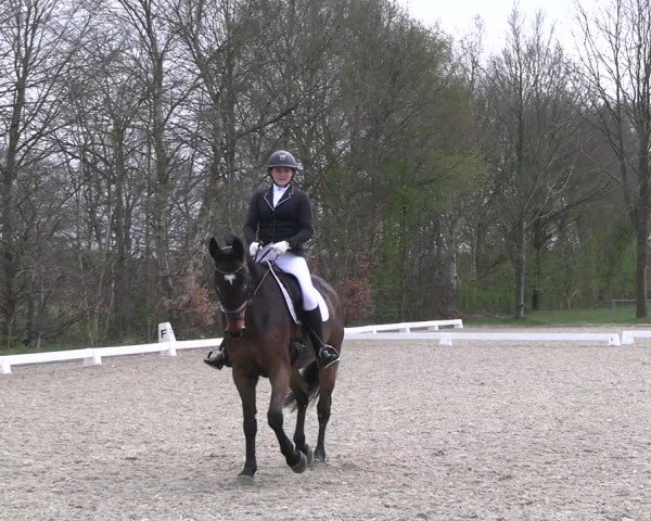 Reitturnier Elmlohe 2025