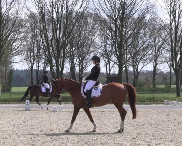 Reitturnier Elmlohe 2025