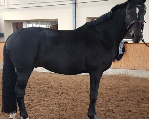 dressage horse Hennessy Black (Oldenburg, 2008, from Hohenstein I)