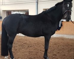 dressage horse Hennessy Black (Oldenburg, 2008, from Hohenstein I)