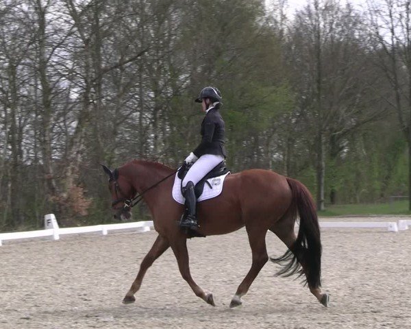 Reitturnier Elmlohe 2025