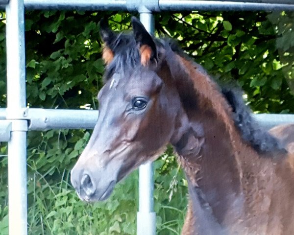 horse Surprice (Oldenburg, 2021, from So Perfect)