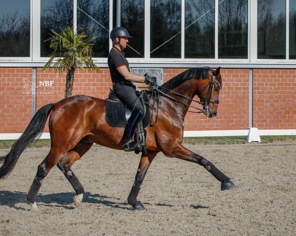 dressage horse Firmino Vs (Westphalian, 2017, from Fürstenball)