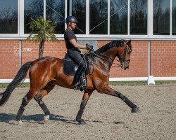 dressage horse Firmino Vs (Westphalian, 2017, from Fürstenball)