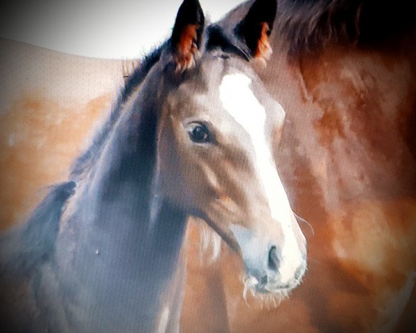 horse HF v. Foundaton (Oldenburg, 2021, from Foundation 2)