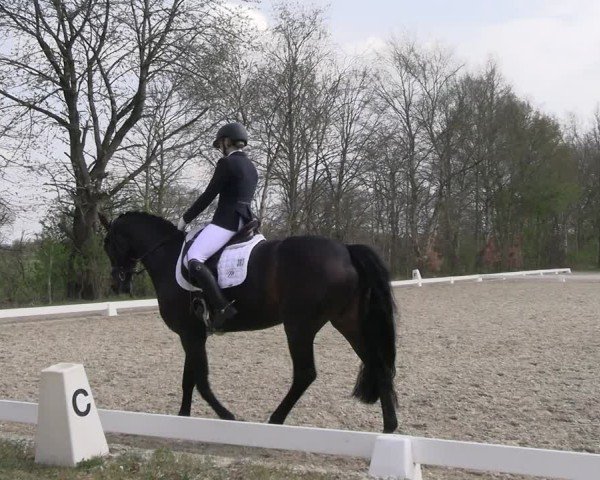Reitturnier Elmlohe 2025