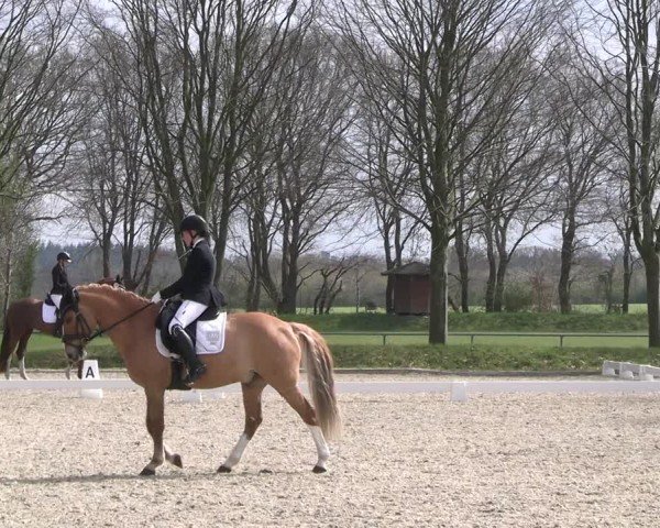 Reitturnier Elmlohe 2025