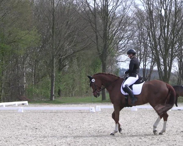 Reitturnier Elmlohe 2025