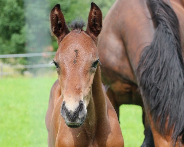 Pferd Chesthago Blue (Westfale, 2021, von Charthago Blue OLD)