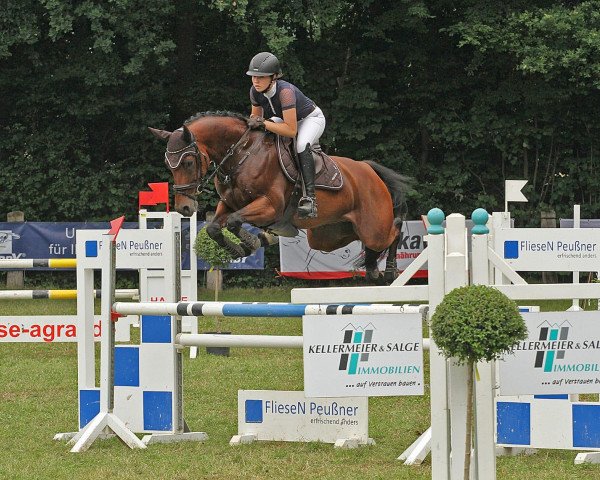 Springpferd Cute Lord (Holsteiner, 2013, von Casall Ask)