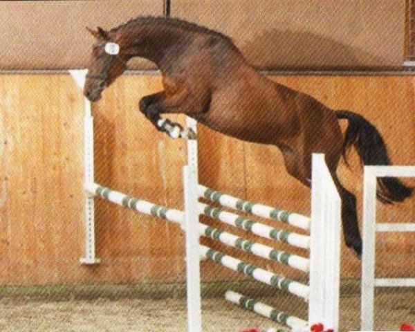 Dressurpferd Comtesse 206 (Holsteiner, 2007, von Con Air)