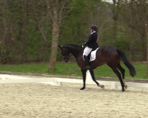 Reitturnier Elmlohe 2025