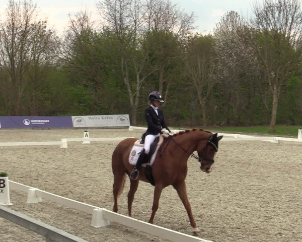Reitturnier Elmlohe 2025